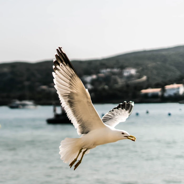 Ruta la història de Cadaqués